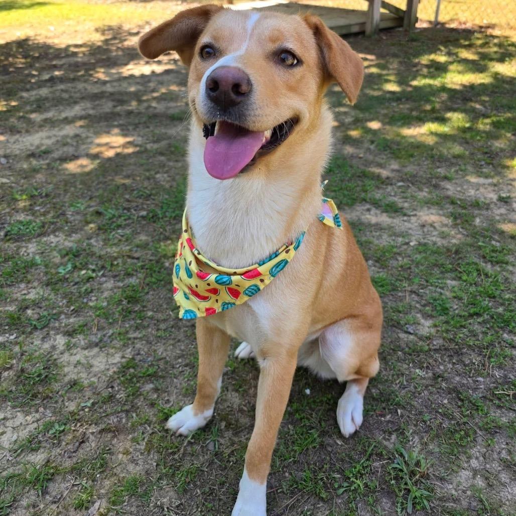 Enlarge Brooklyn, a Adoptable Mixed Breed in Gadsden, AL image 6/6