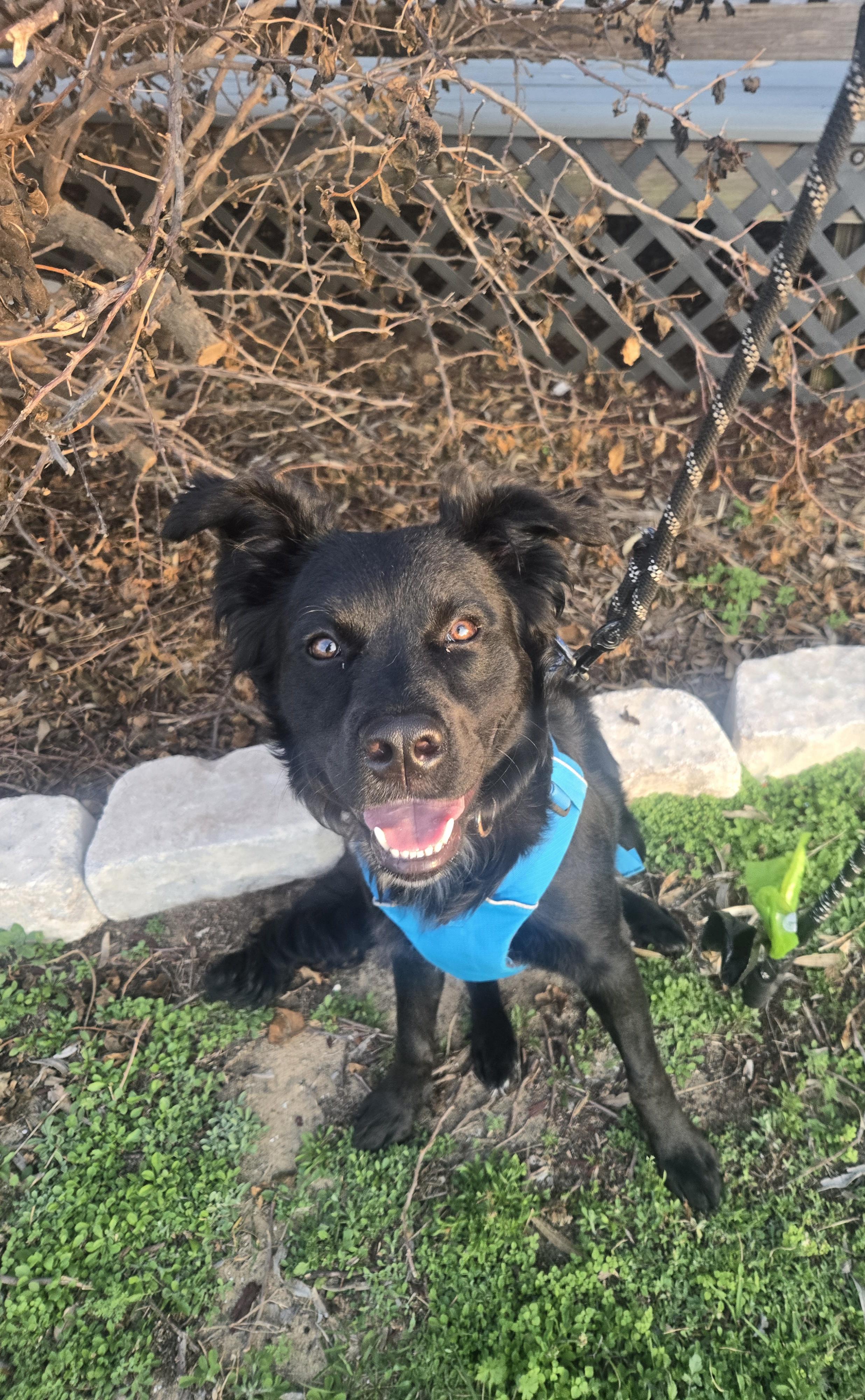 Koda (FKA Rokko), adoptable, Young Male Border Collie & Australian Cattle Dog / Blue Heeler.