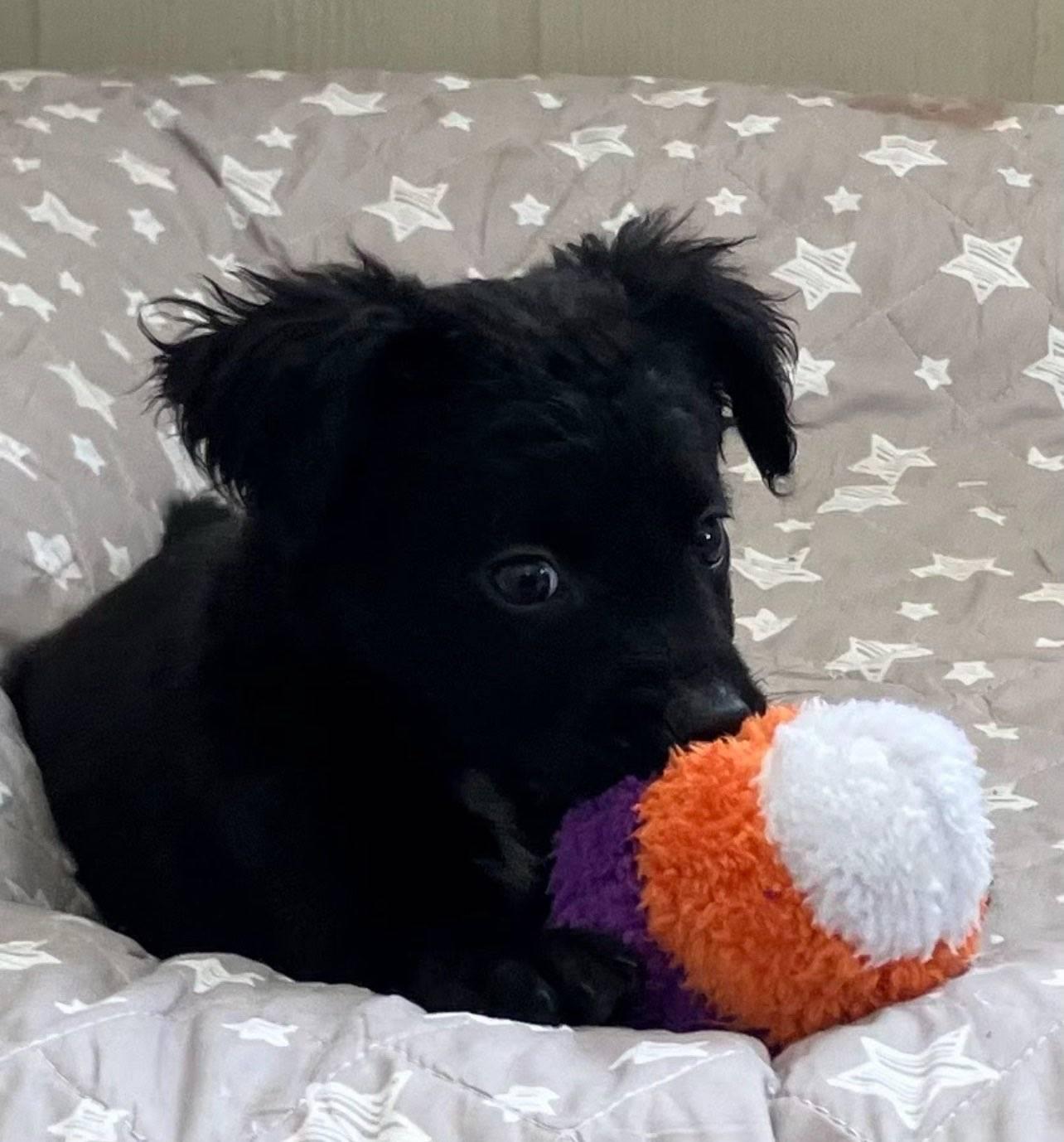 Koda (FKA Rokko), an adoptable mixed breed in Orlando, FL image 5/6