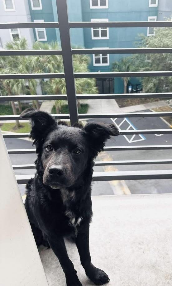 Koda (FKA Rokko), adoptable, Young Male Border Collie & Australian Cattle Dog / Blue Heeler.