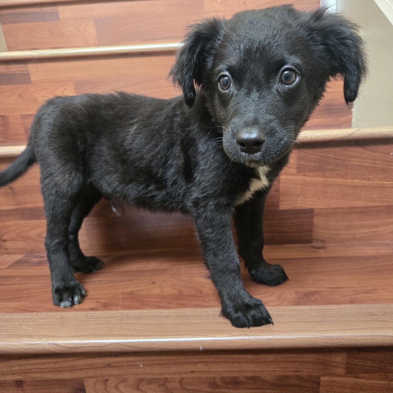 Koda (FKA Rokko), an adoptable mixed breed in Orlando, FL image 6/6