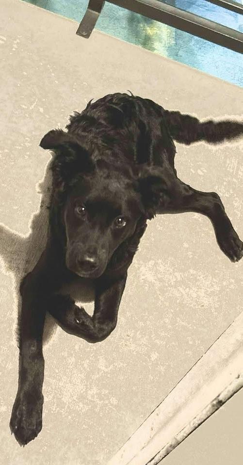 Koda (FKA Rokko), an adoptable mixed breed in Orlando, FL image 2/6