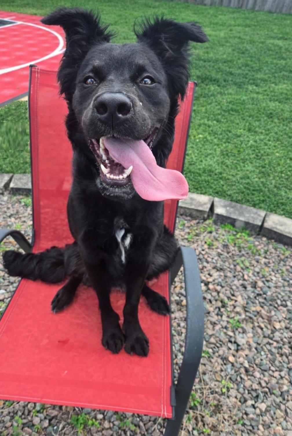 Koda (FKA Rokko), an adoptable mixed breed in Orlando, FL image 3/6