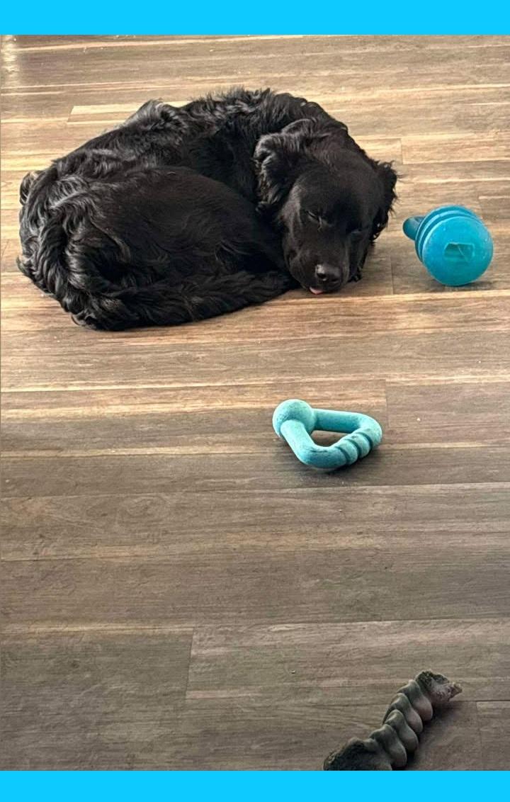 Koda (FKA Rokko), an adoptable mixed breed in Orlando, FL image 3/6