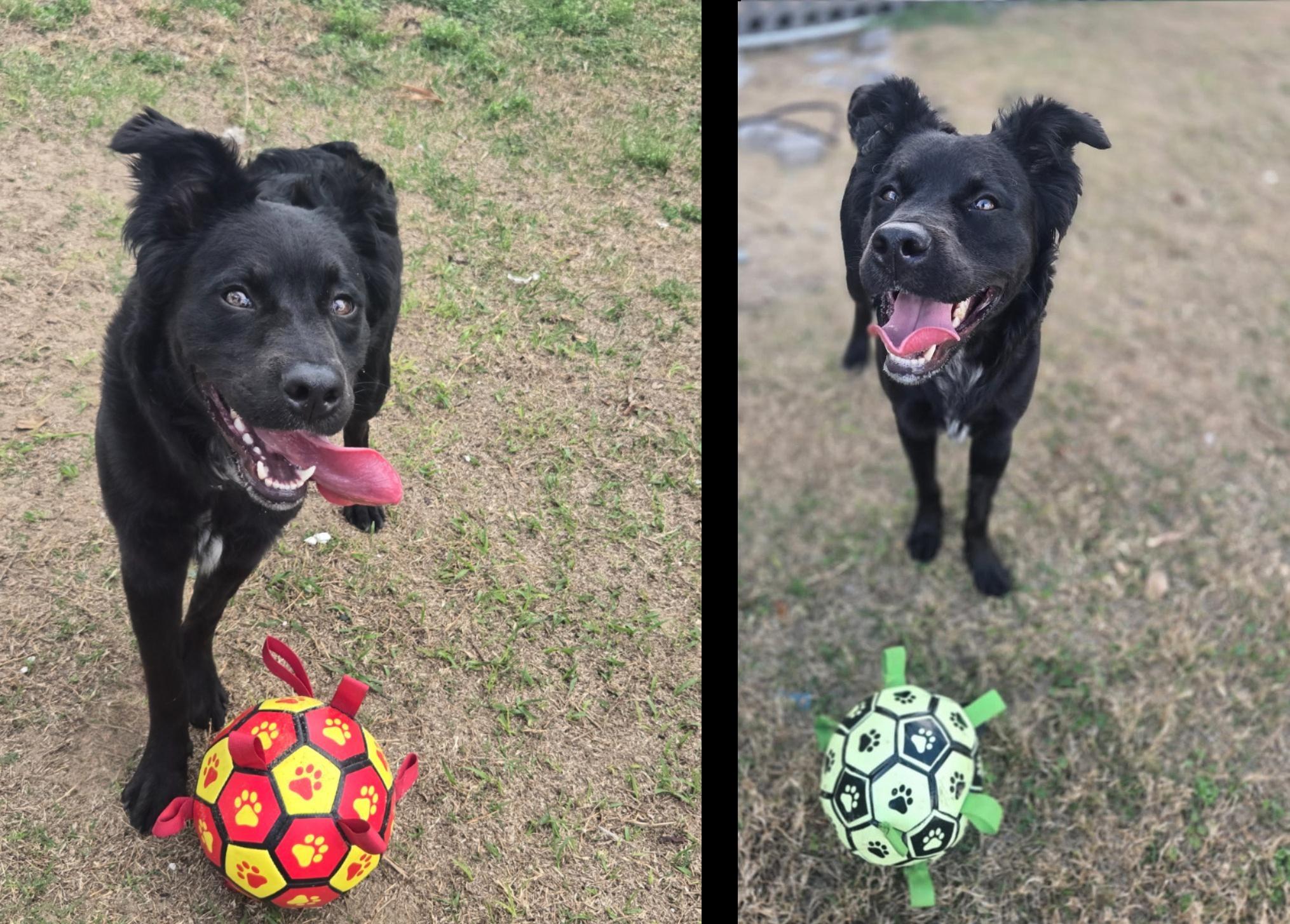 Koda (FKA Rokko), an adoptable mixed breed in Orlando, FL image 4/6