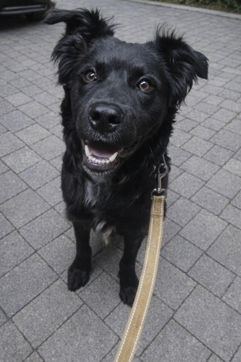 Koda (FKA Rokko), an adoptable mixed breed in Orlando, FL image 2/6