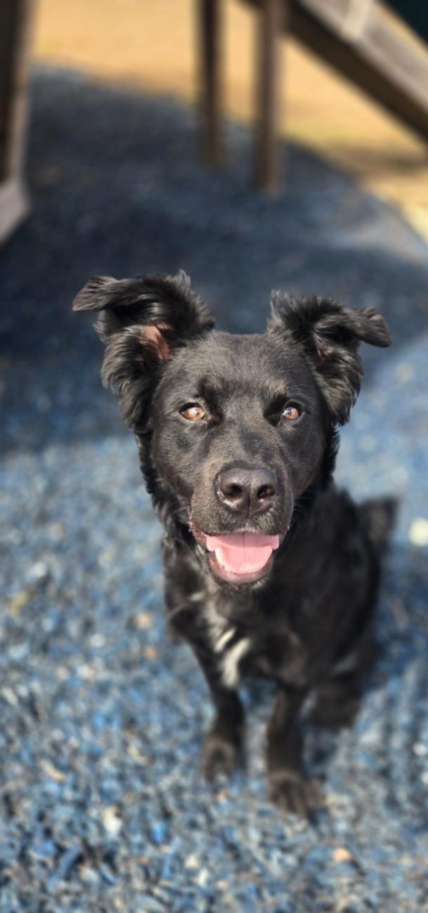 Koda (FKA Rokko), an adoptable mixed breed in Orlando, FL image 5/6