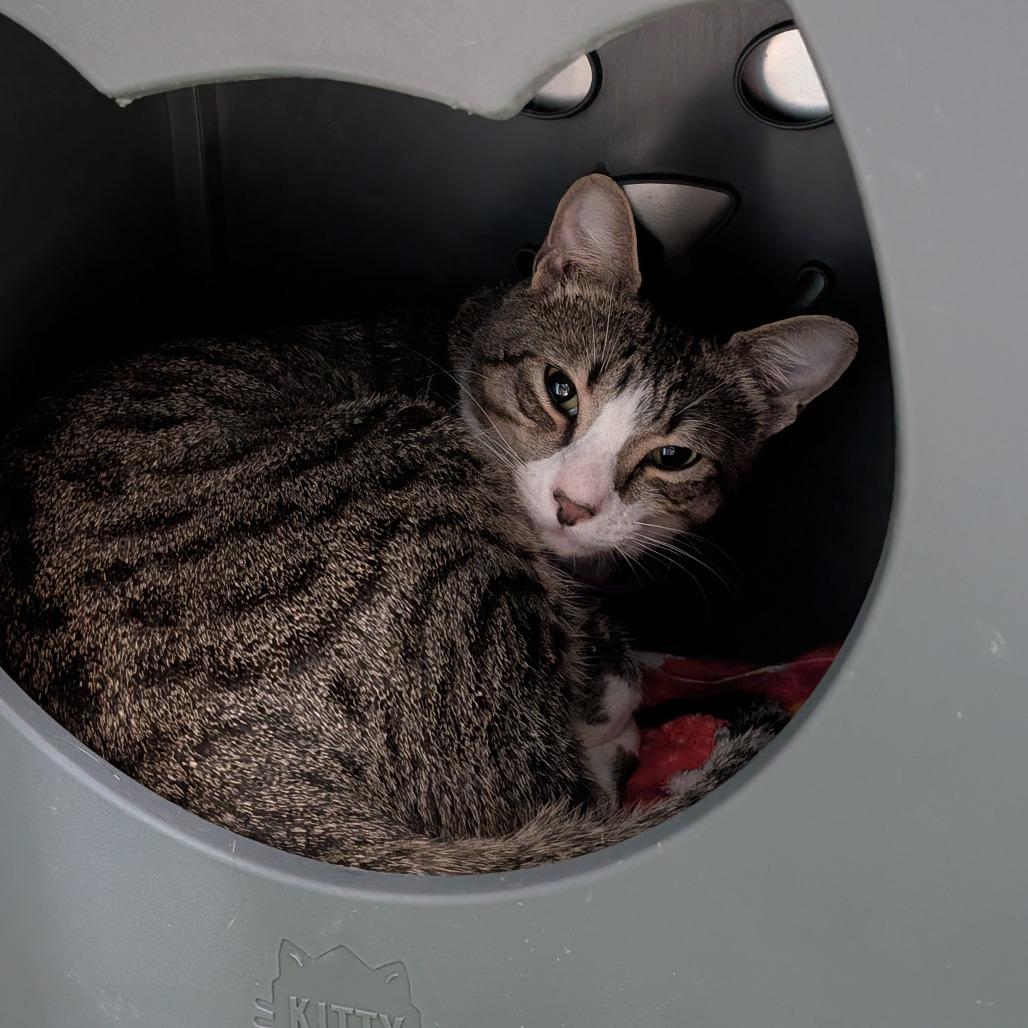 Chip, Adoptable, Adult Male Domestic Short Hair & Domestic Short Hair.