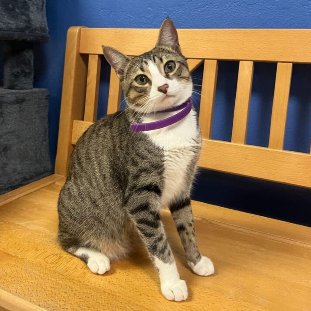 Enlarge Chip, a Adoptable mixed breed in Titusville, FL image 2/3