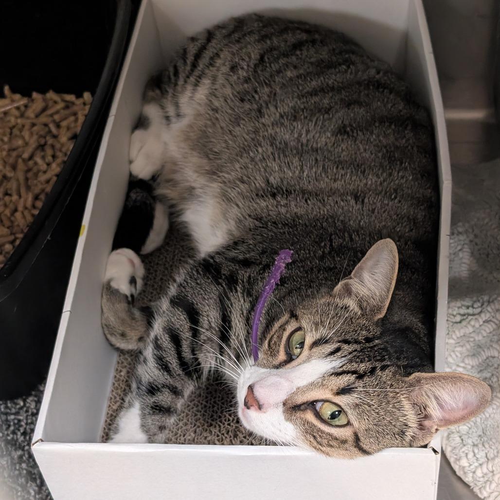 Enlarge Chip, a Adoptable mixed breed in Titusville, FL image 3/3