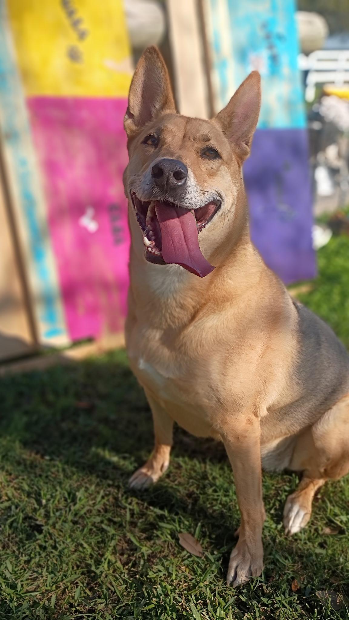 Enlarge Melody-Like Sunshine On Your Shoulders, a Adoptable mixed breed in Dix Hills, NY image 2/6