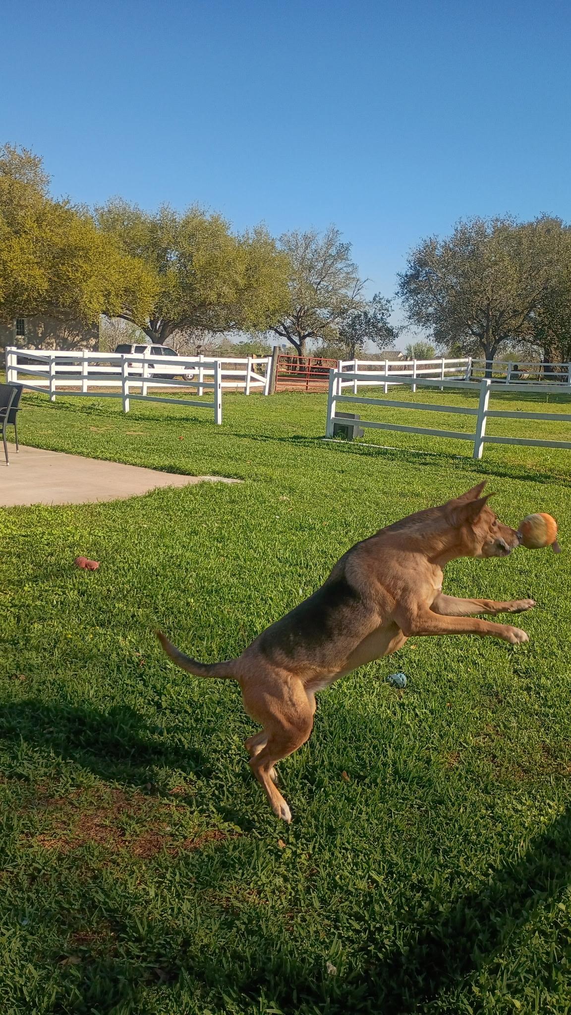 Enlarge Melody-Like Sunshine On Your Shoulders, a Adoptable mixed breed in Dix Hills, NY image 5/6