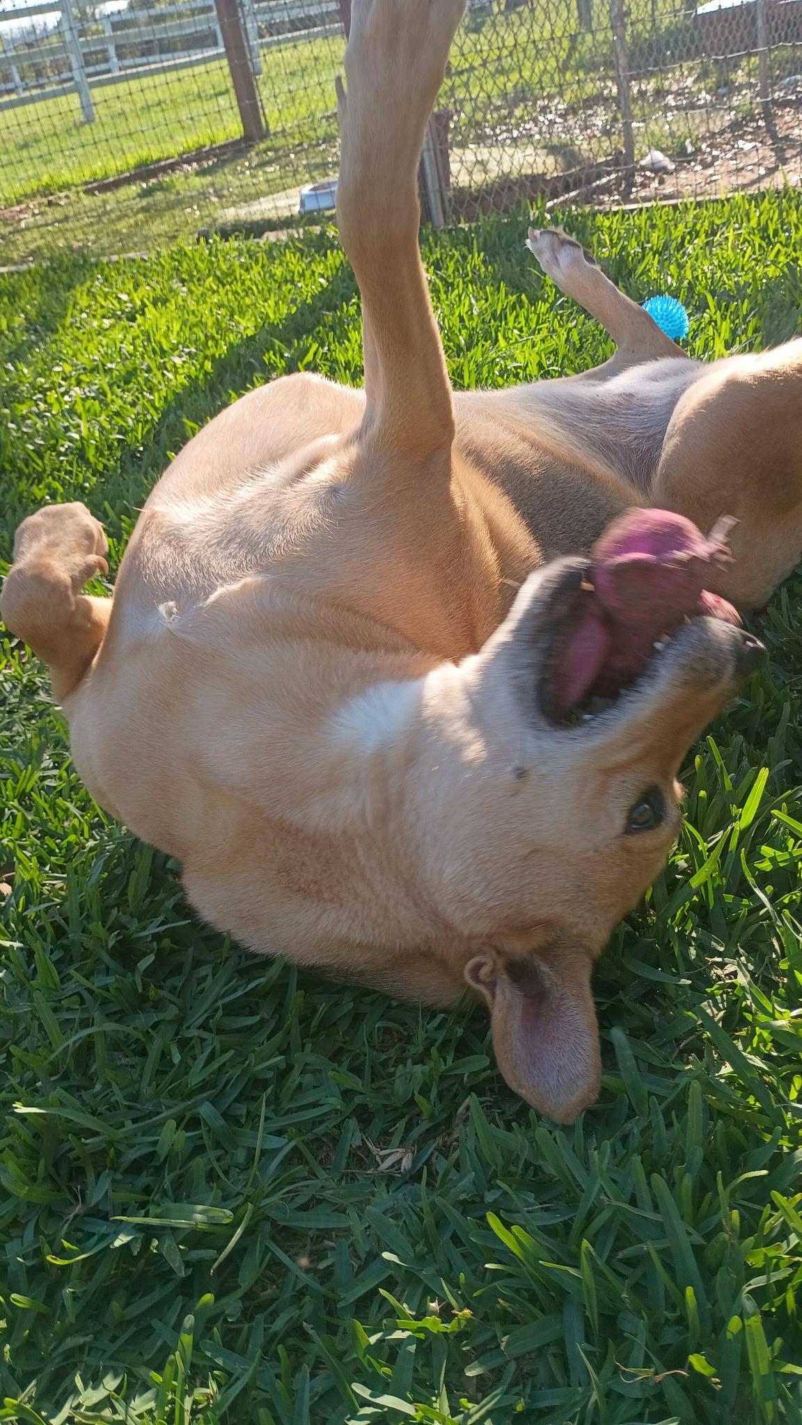 Enlarge Melody-Like Sunshine On Your Shoulders, a Adoptable mixed breed in Dix Hills, NY image 3/6