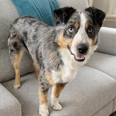 Enlarge Koda, an adopted mixed breed in Fort Wayne, IN image 1/3