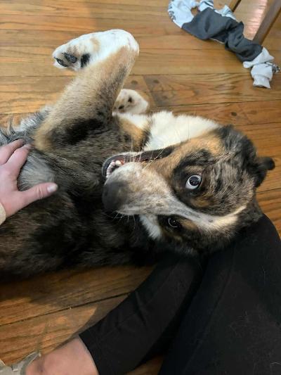 Enlarge Koda, an adopted mixed breed in Fort Wayne, IN image 2/3