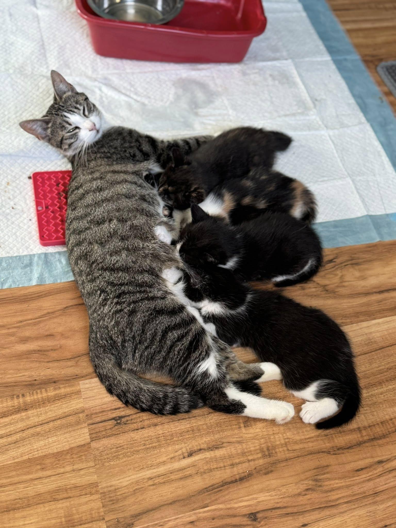 Cicada, Adoptable, Young Female Domestic Short Hair.