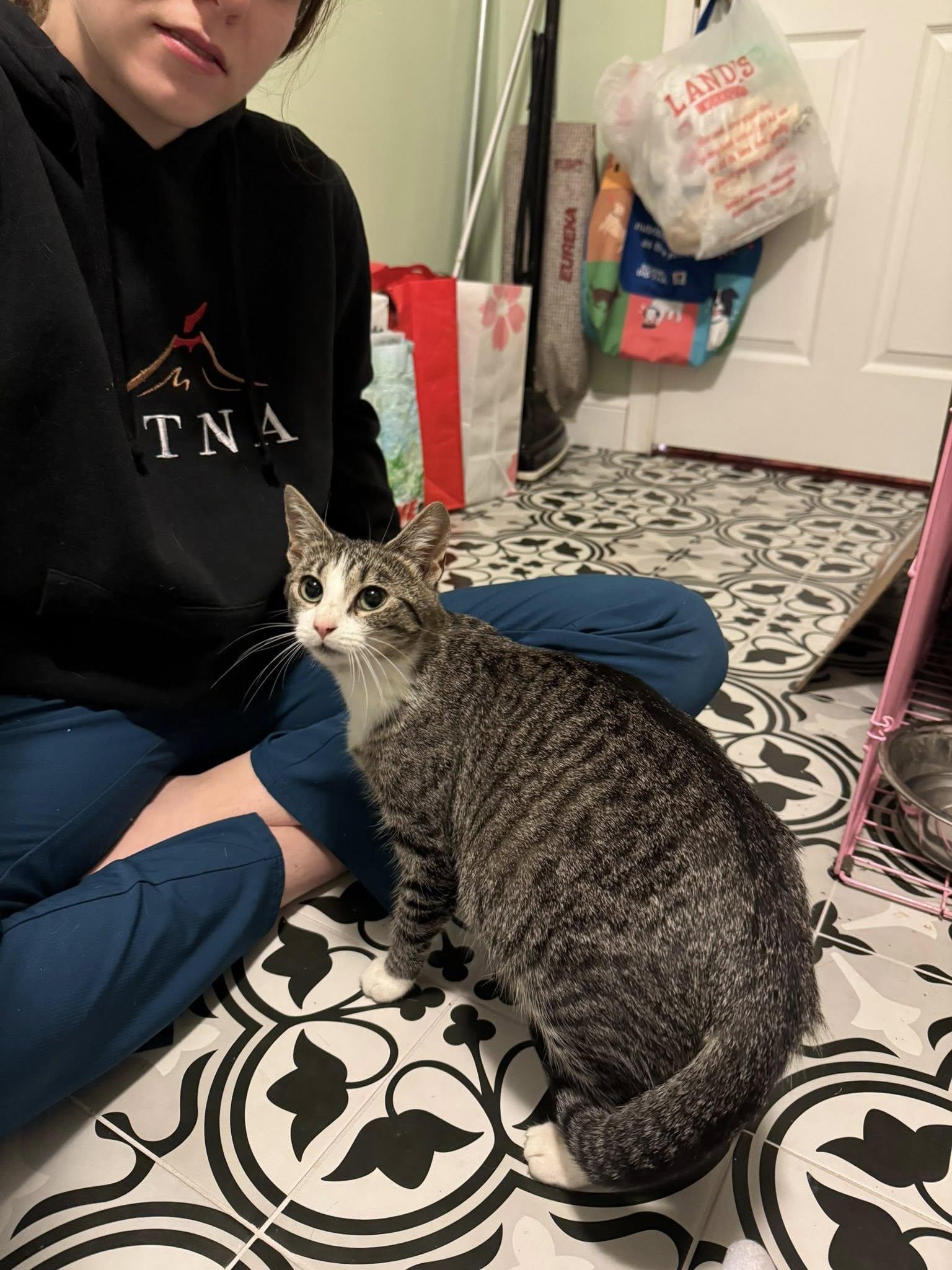 Enlarge Cicada, a Adoptable Domestic Short Hair in Landenberg, PA image 2/4