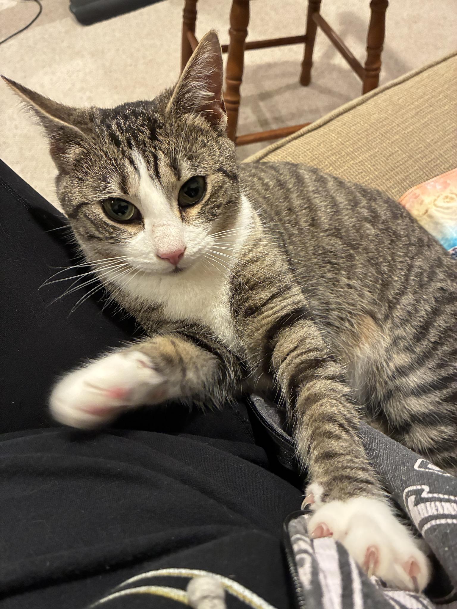 Cicada, a Adoptable Domestic Short Hair in Landenberg, PA image 3/4