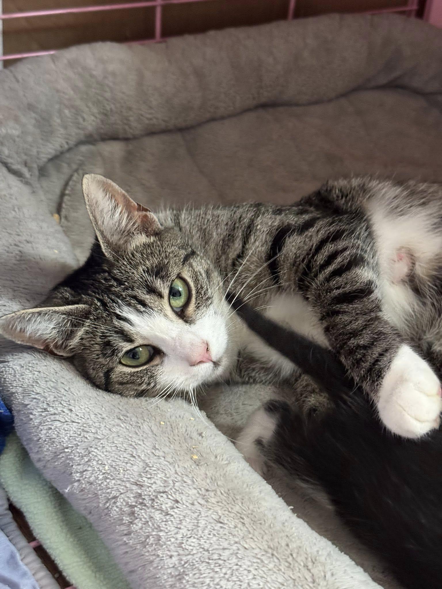 Enlarge Cicada, a Adoptable Domestic Short Hair in Landenberg, PA image 3/4