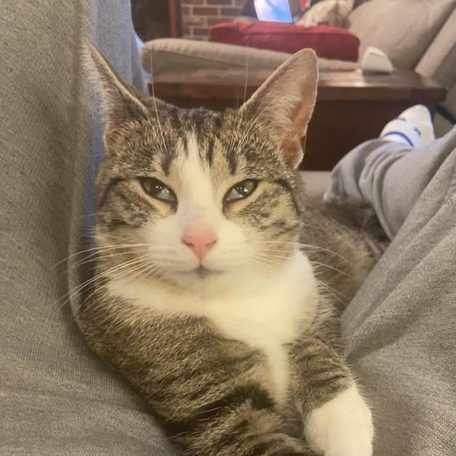 Cicada, Adoptable, Young Female Domestic Short Hair.