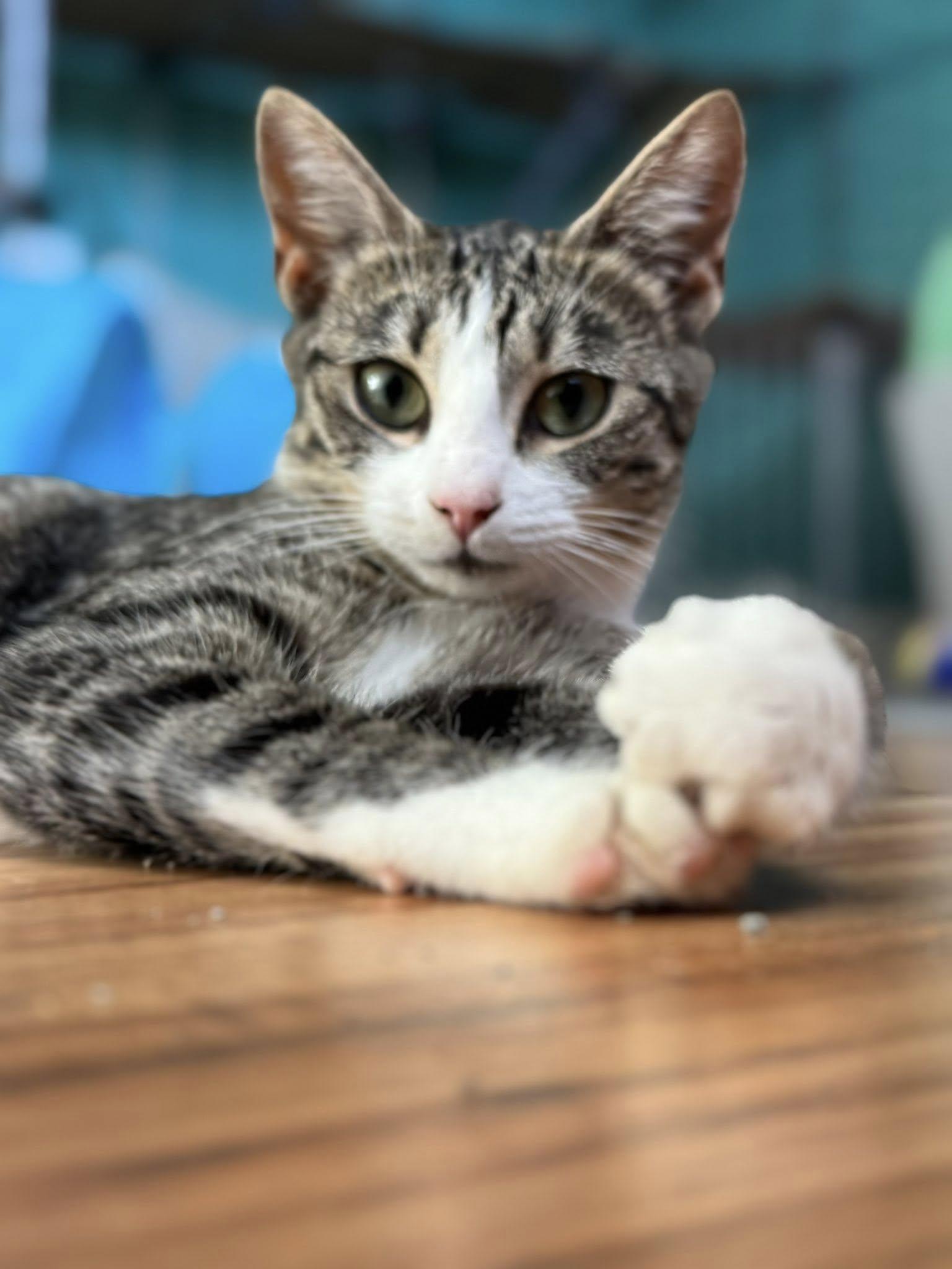 Enlarge Cicada, a Adoptable Domestic Short Hair in Landenberg, PA image 4/4