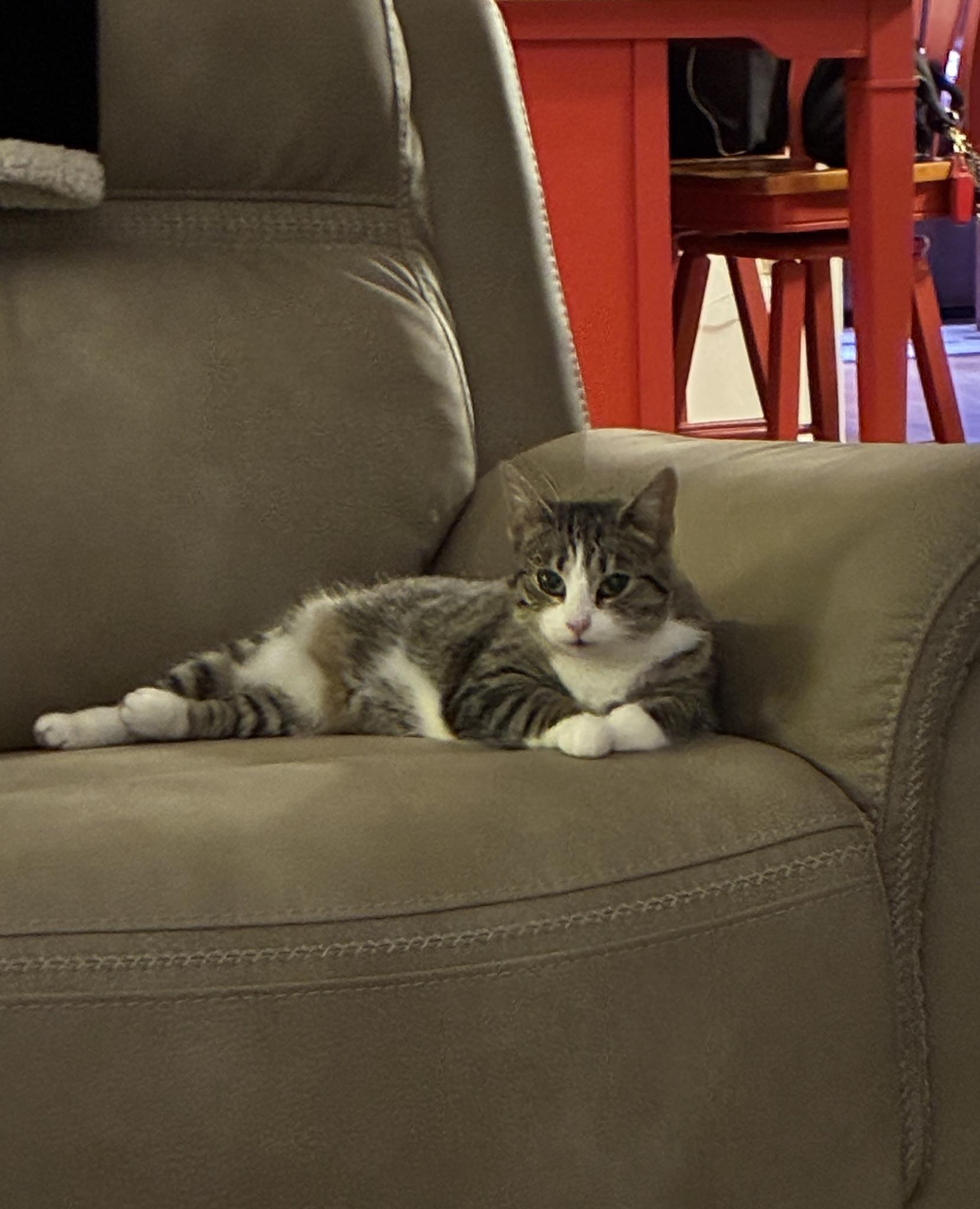 Cicada, a Adoptable Domestic Short Hair in Landenberg, PA image 4/4