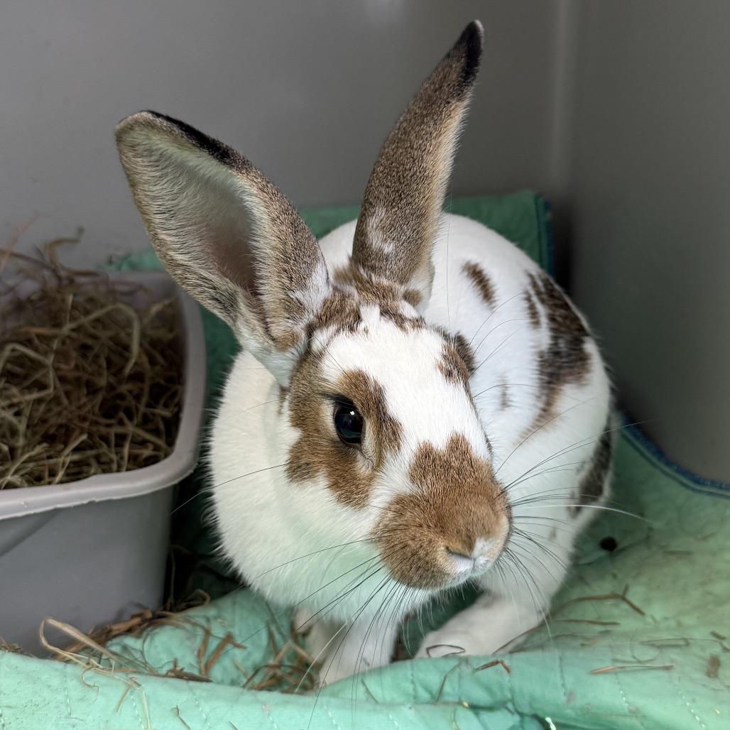 Nadiya, Adoptable, Young Female English Spot.