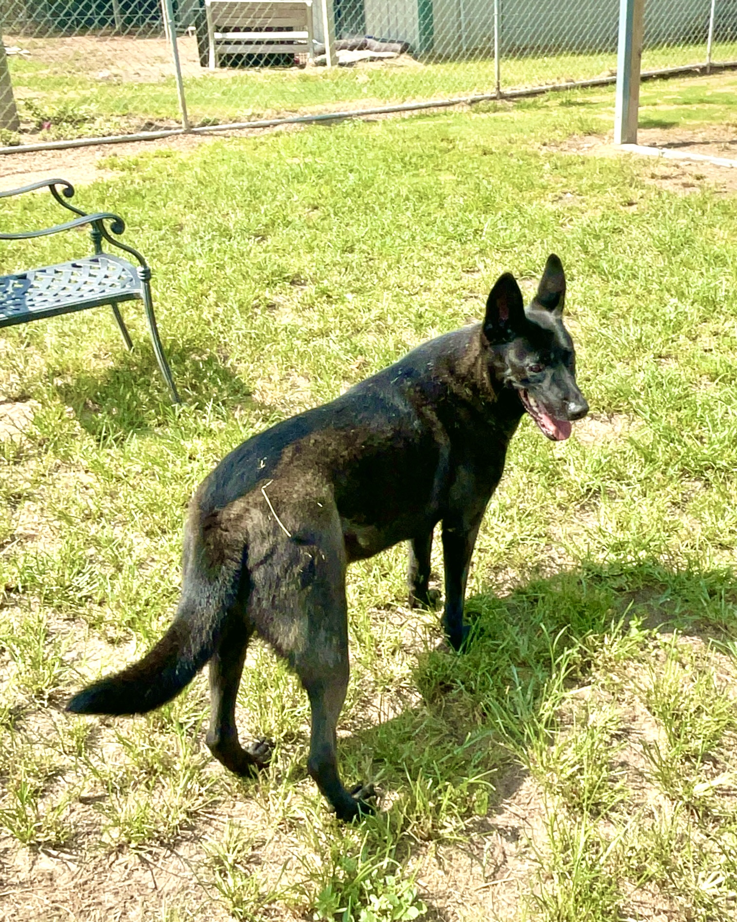 Enlarge Mela, a Adoptable Dutch Shepherd in Southaven , MS image 3/5