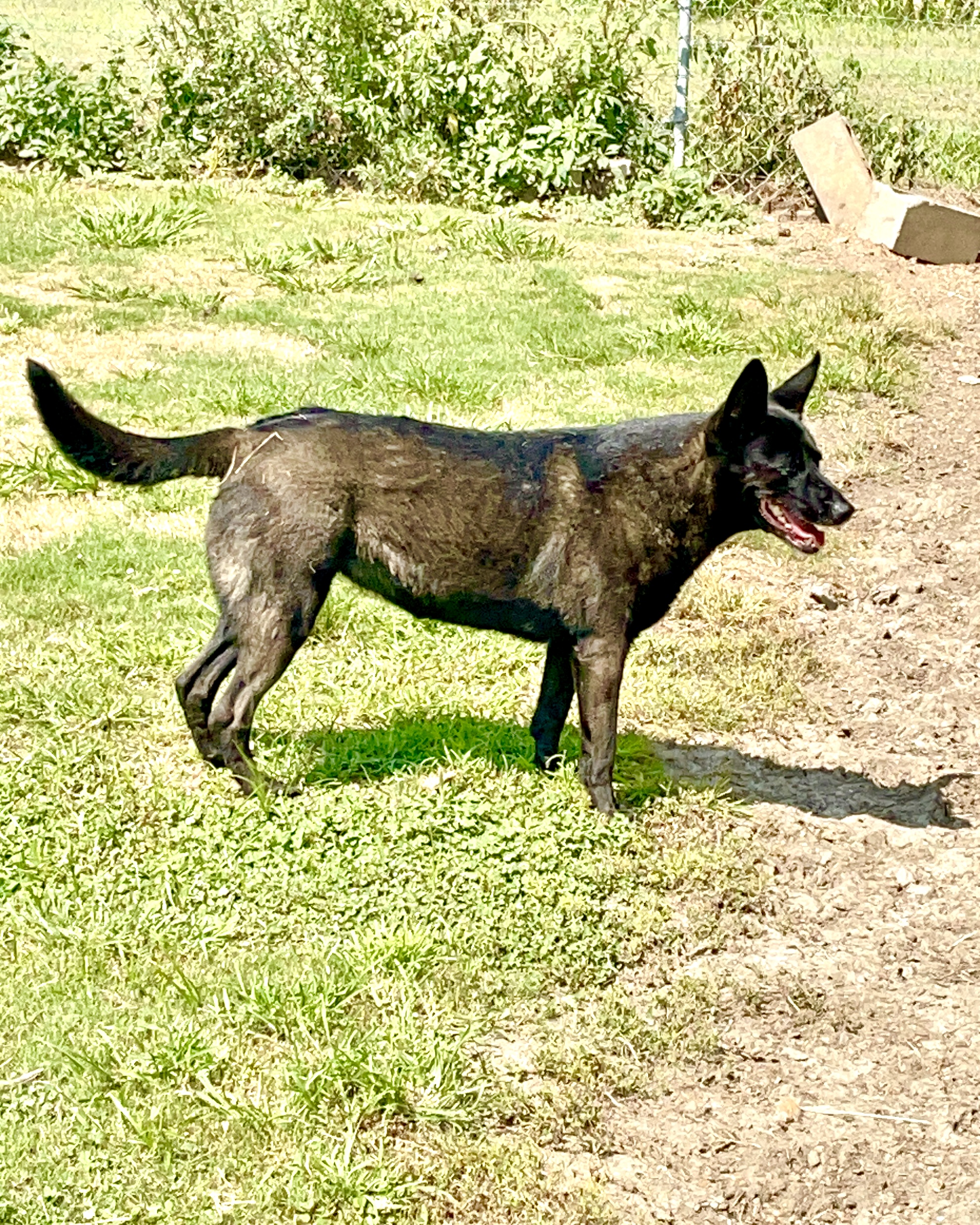 Enlarge Mela, a Adoptable Dutch Shepherd in Southaven , MS image 4/5