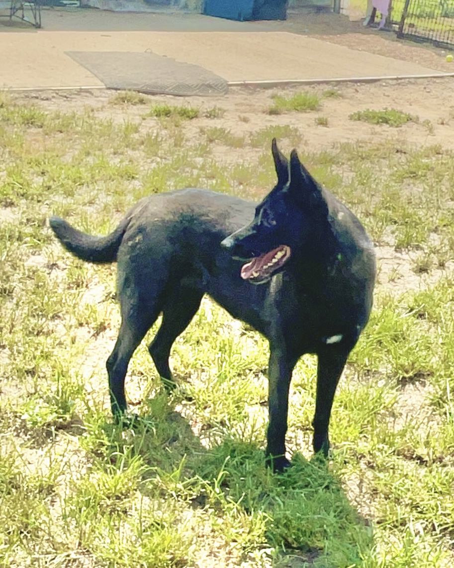 Enlarge Mela, a Adoptable Dutch Shepherd in Southaven , MS image 2/5