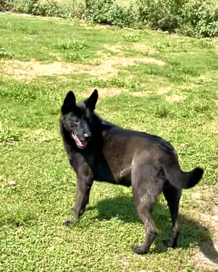 Enlarge Mela, a Adoptable Dutch Shepherd in Southaven , MS image 1/5