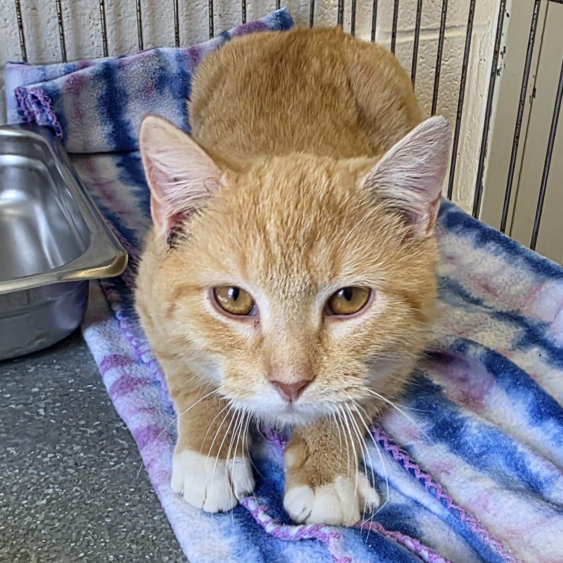 Enlarge Julius , an adopted Domestic Short Hair in King George, VA image 1/1