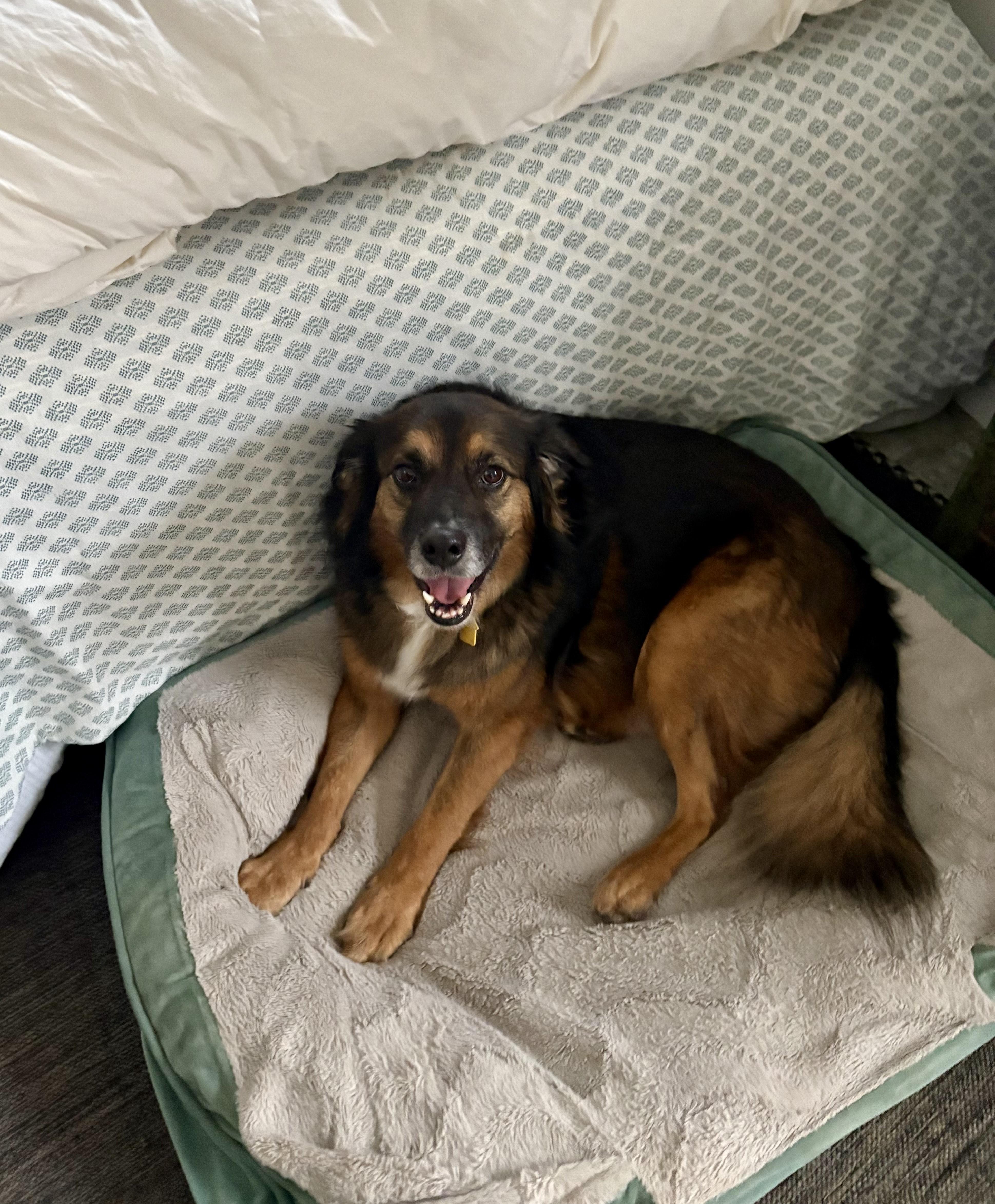 FRED - COURTESY LISTING, an adoptable mixed breed in Brookville , MD image 1/6