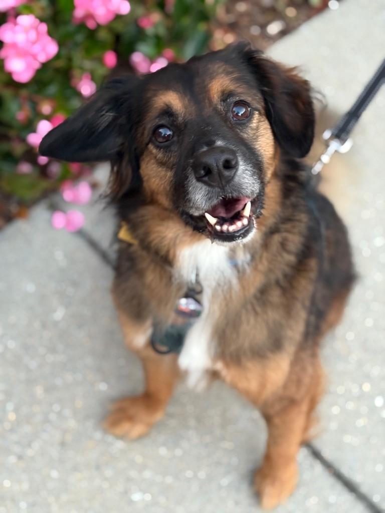 FRED - COURTESY LISTING, an adoptable mixed breed in Brookville , MD image 2/6