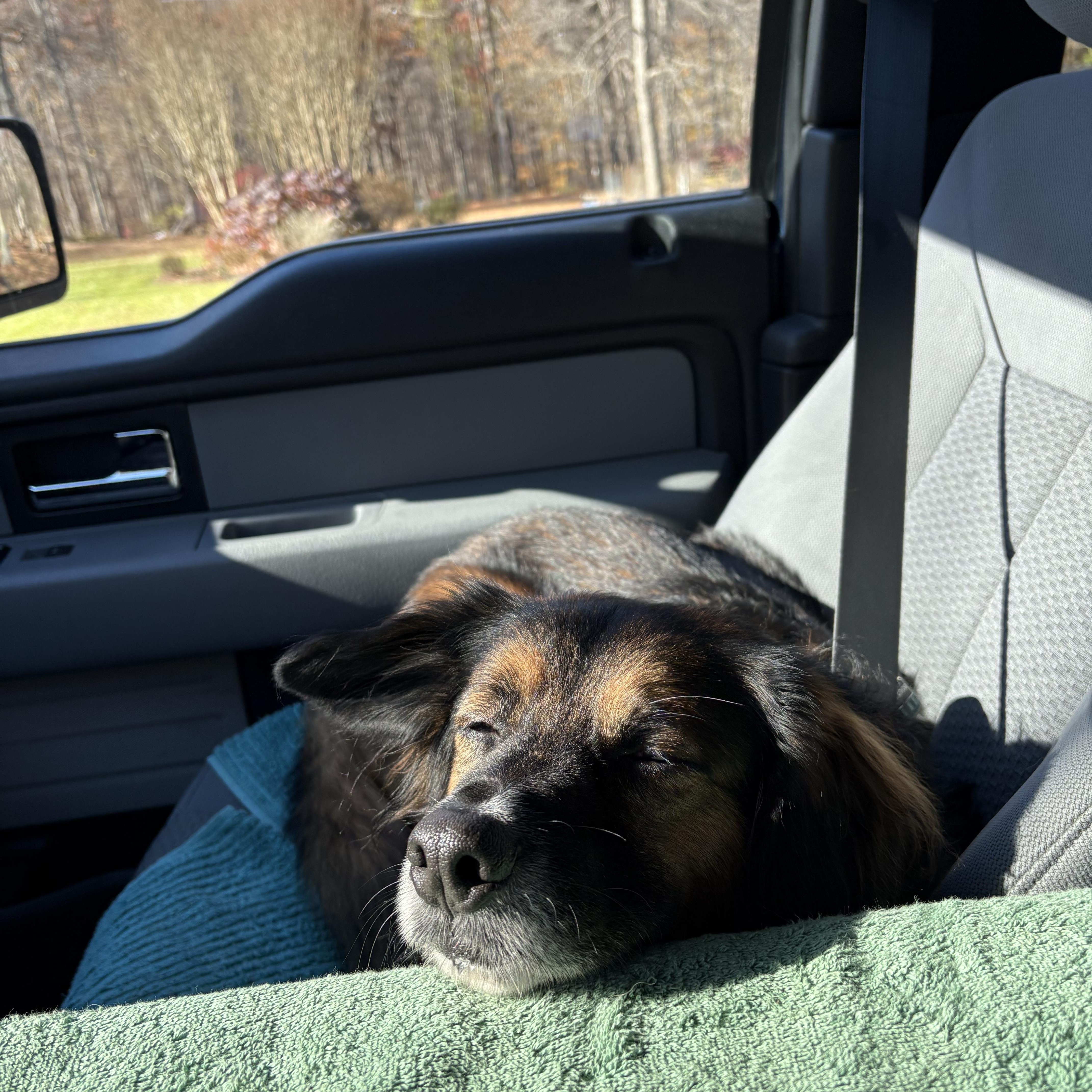 FRED - COURTESY LISTING, an adoptable mixed breed in Brookville , MD image 3/6