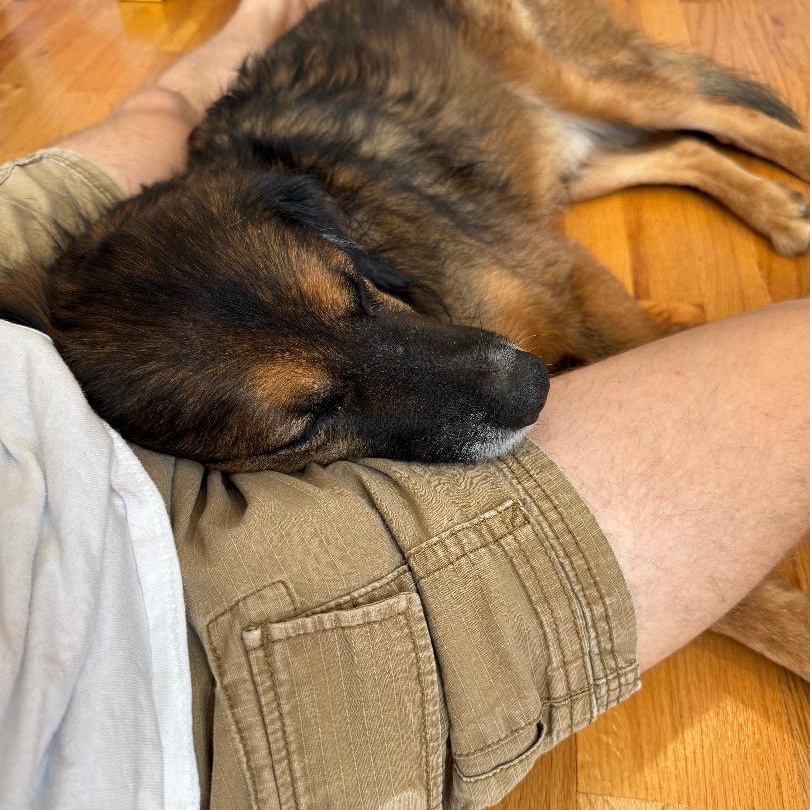 FRED - COURTESY LISTING, an adoptable mixed breed in Brookville , MD image 4/6