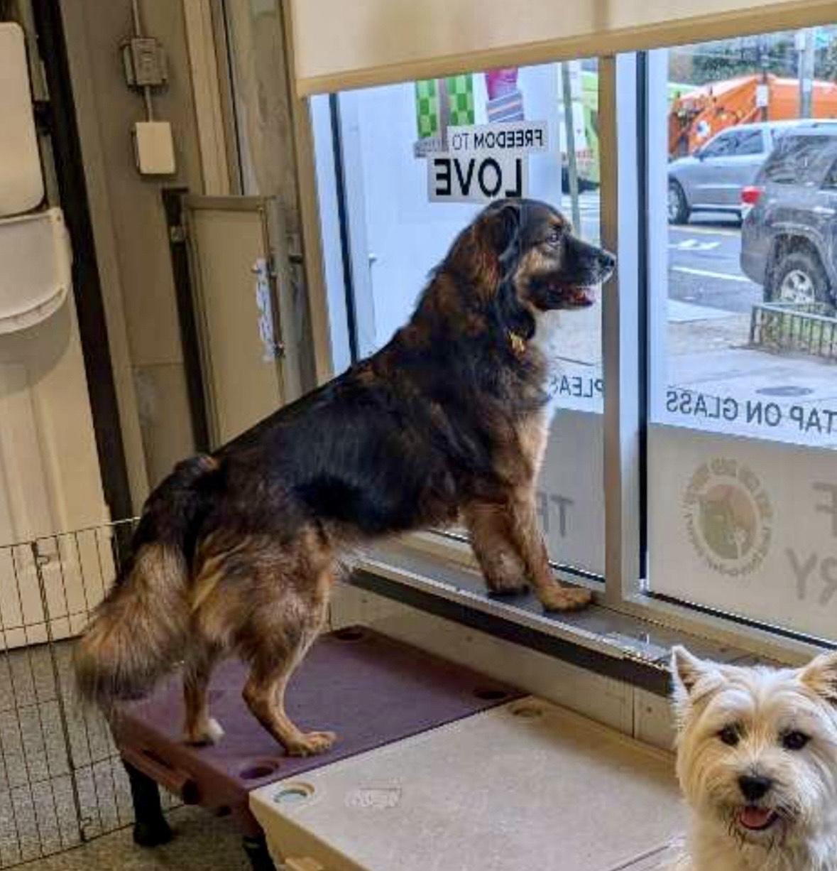 FRED - COURTESY LISTING, an adoptable mixed breed in Brookville , MD image 5/6