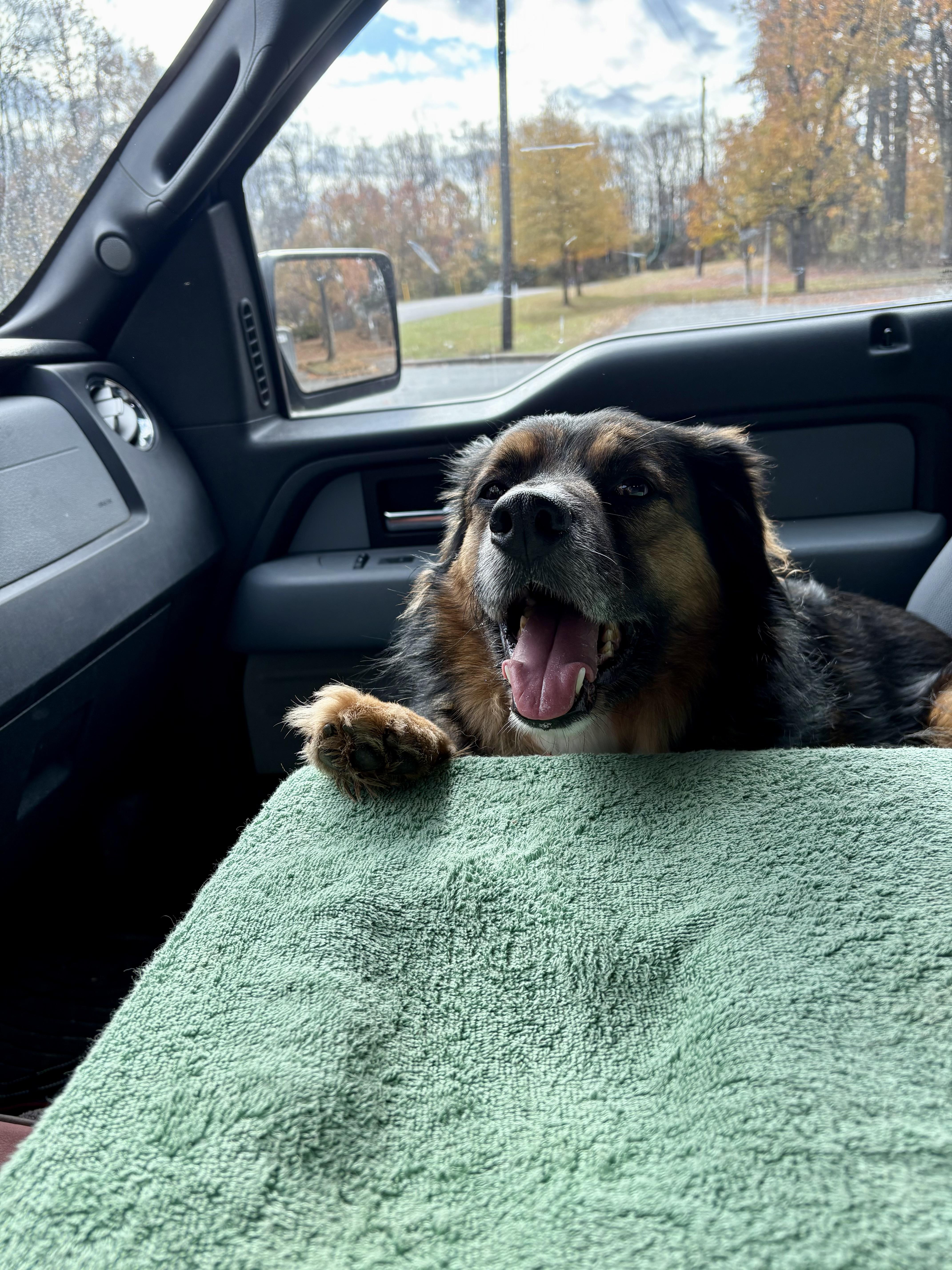 FRED - COURTESY LISTING, an adoptable mixed breed in Brookville , MD image 6/6