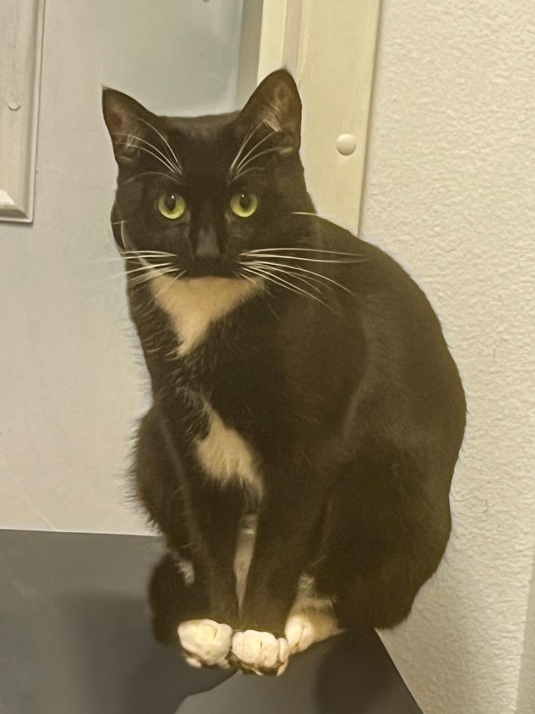 Enlarge Stella, a Adoptable Domestic Short Hair in Vashon, WA image 1/1