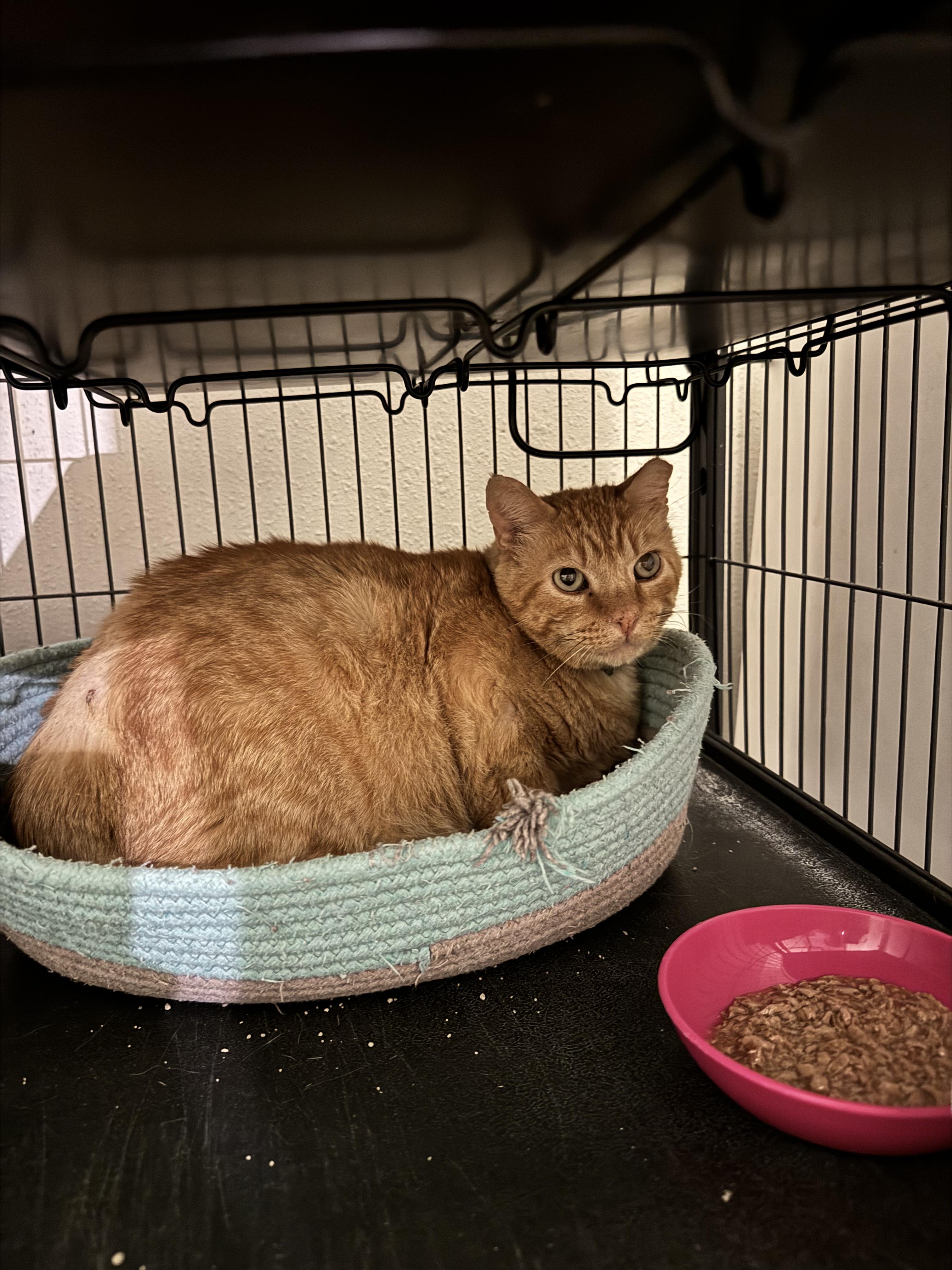 Enlarge MORRIS, a Adoptable mixed breed in Springfield, MO image 2/2