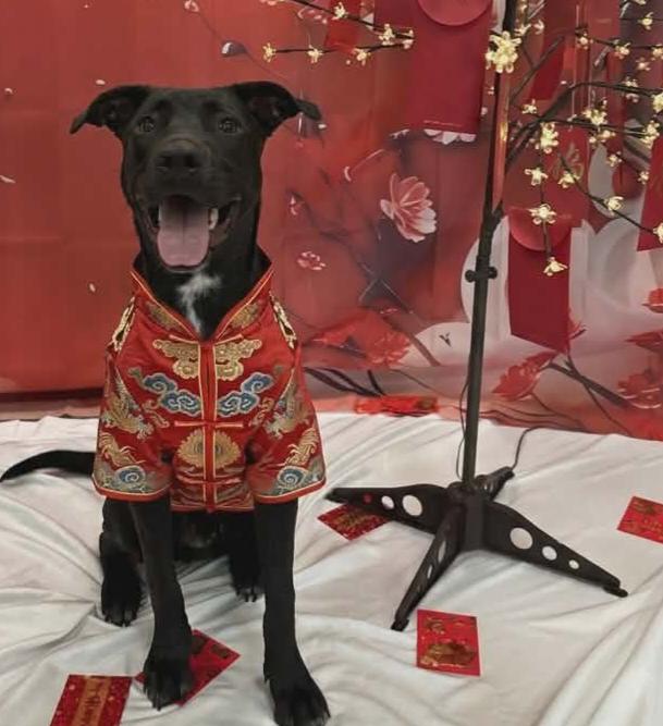 Enlarge Diesel - M, a Adoptable mixed breed in Tampa, FL image 2/3