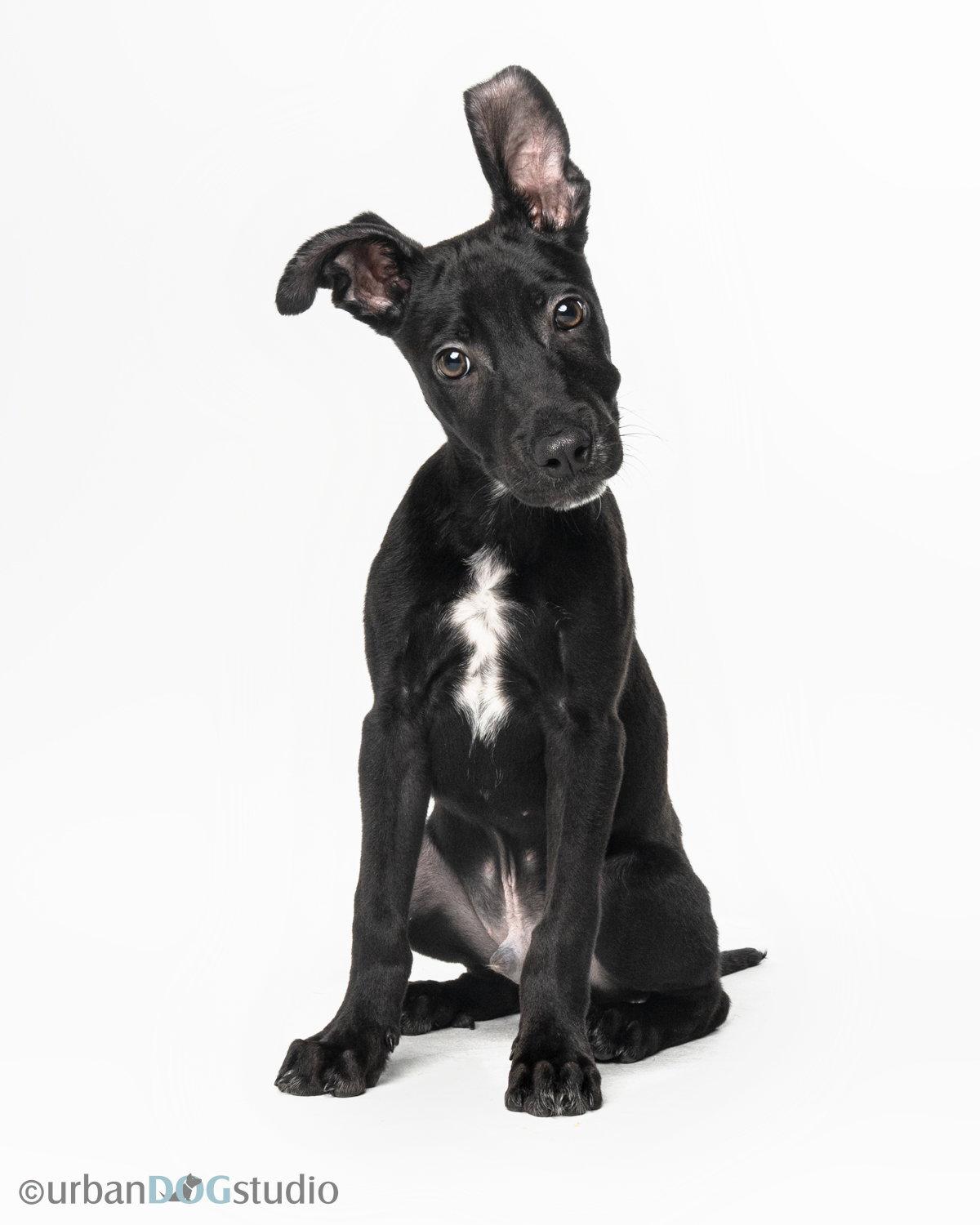 Enlarge Diesel - M, a Adoptable mixed breed in Tampa, FL image 3/3