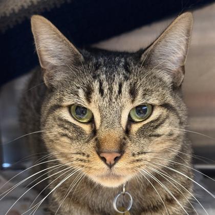 Enlarge Big Mac, a ADOPTABLE Domestic Short Hair in Lansing, MI image 2/2