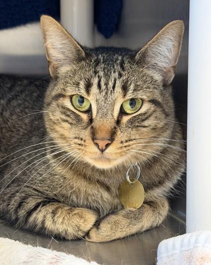 Enlarge Big Mac, a ADOPTABLE Domestic Short Hair in Lansing, MI image 1/2