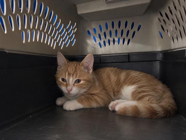 Enlarge Cheddar, a Adoptable Domestic Short Hair in Caledon, ON image 1/1