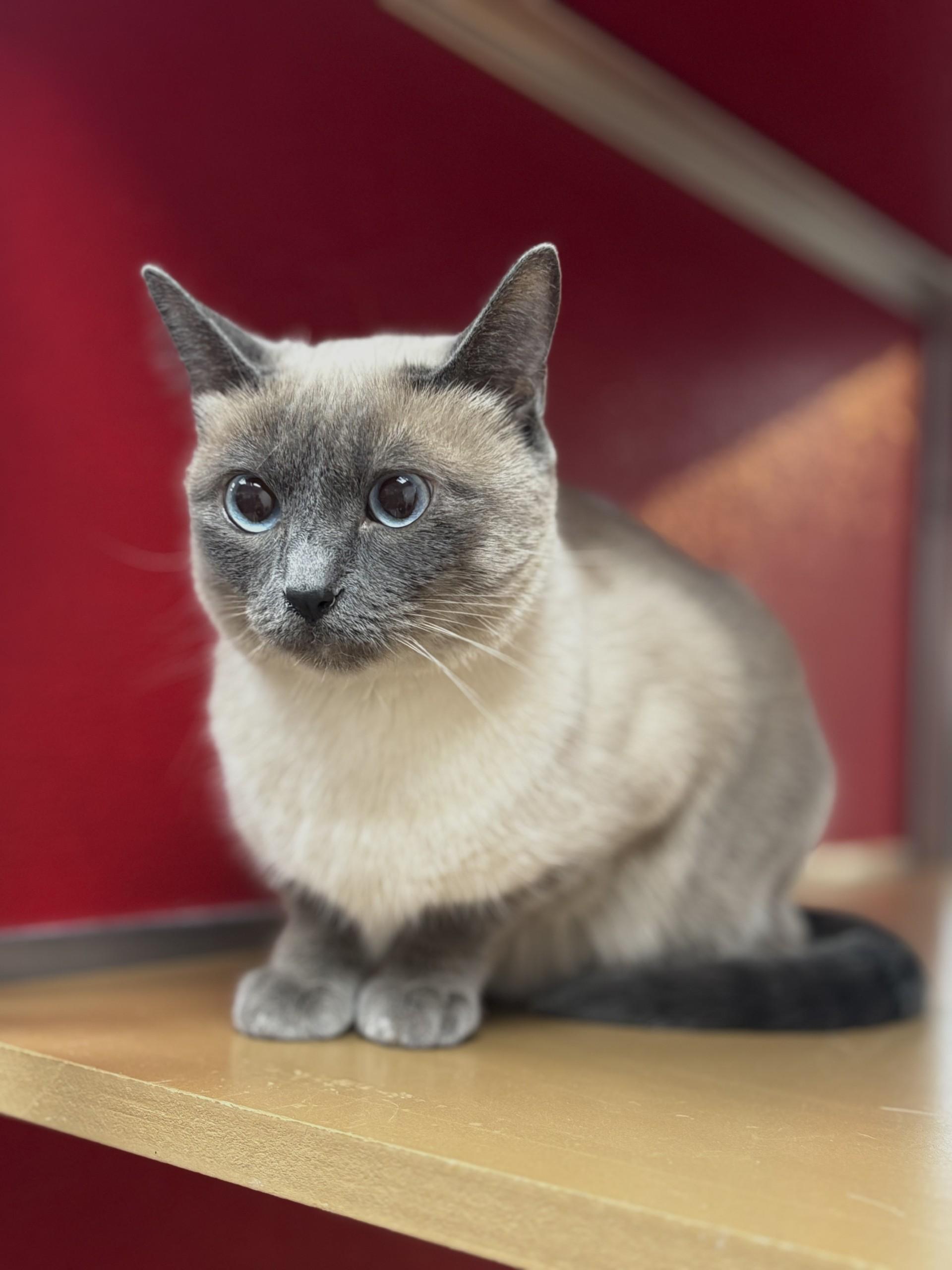 Sashimi, an adoptable Siamese in Lake Havasu City, AZ, 86406 | Photo Image 1