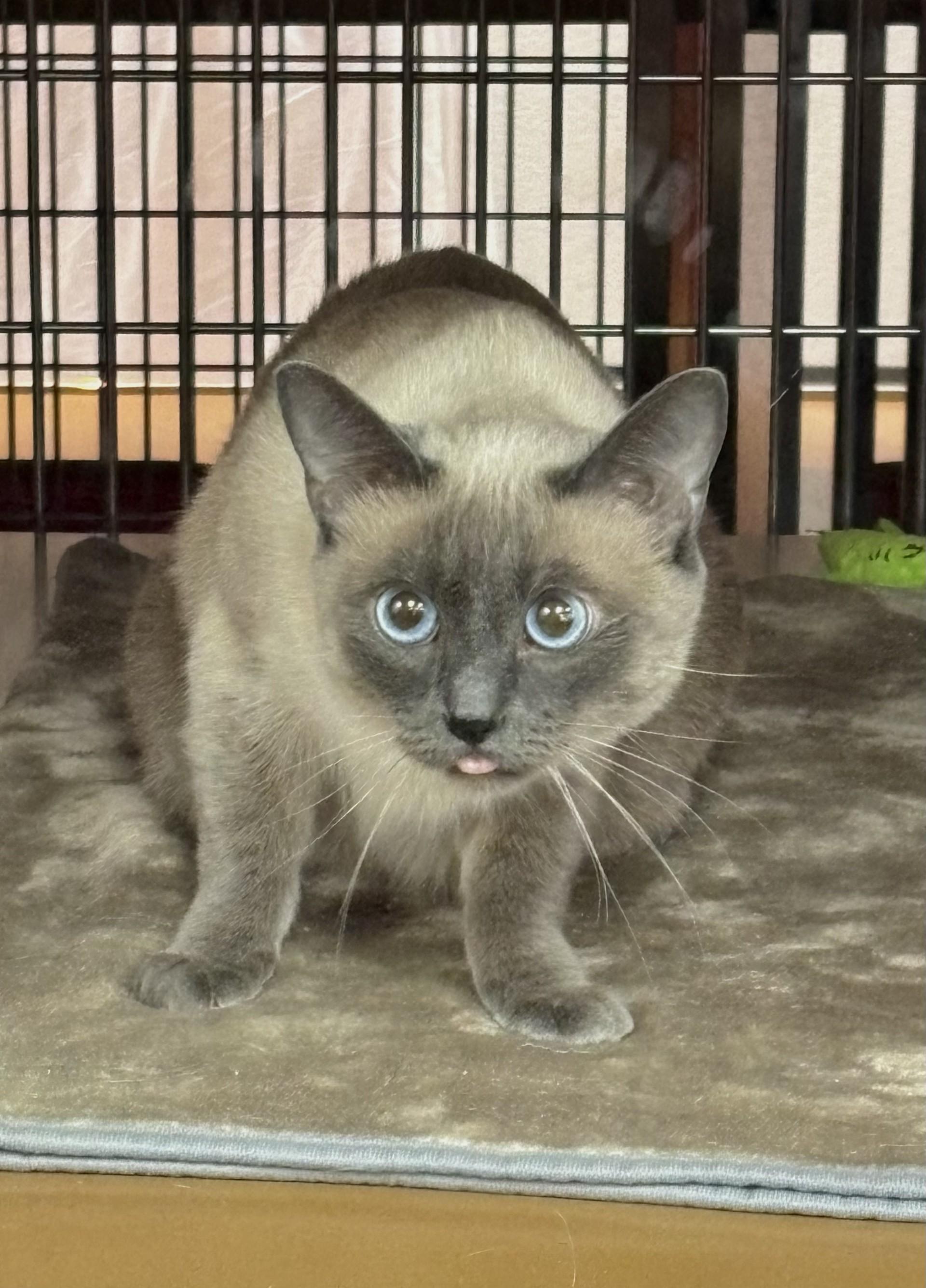 Sashimi, an adoptable Siamese in Lake Havasu City, AZ, 86406 | Photo Image 2