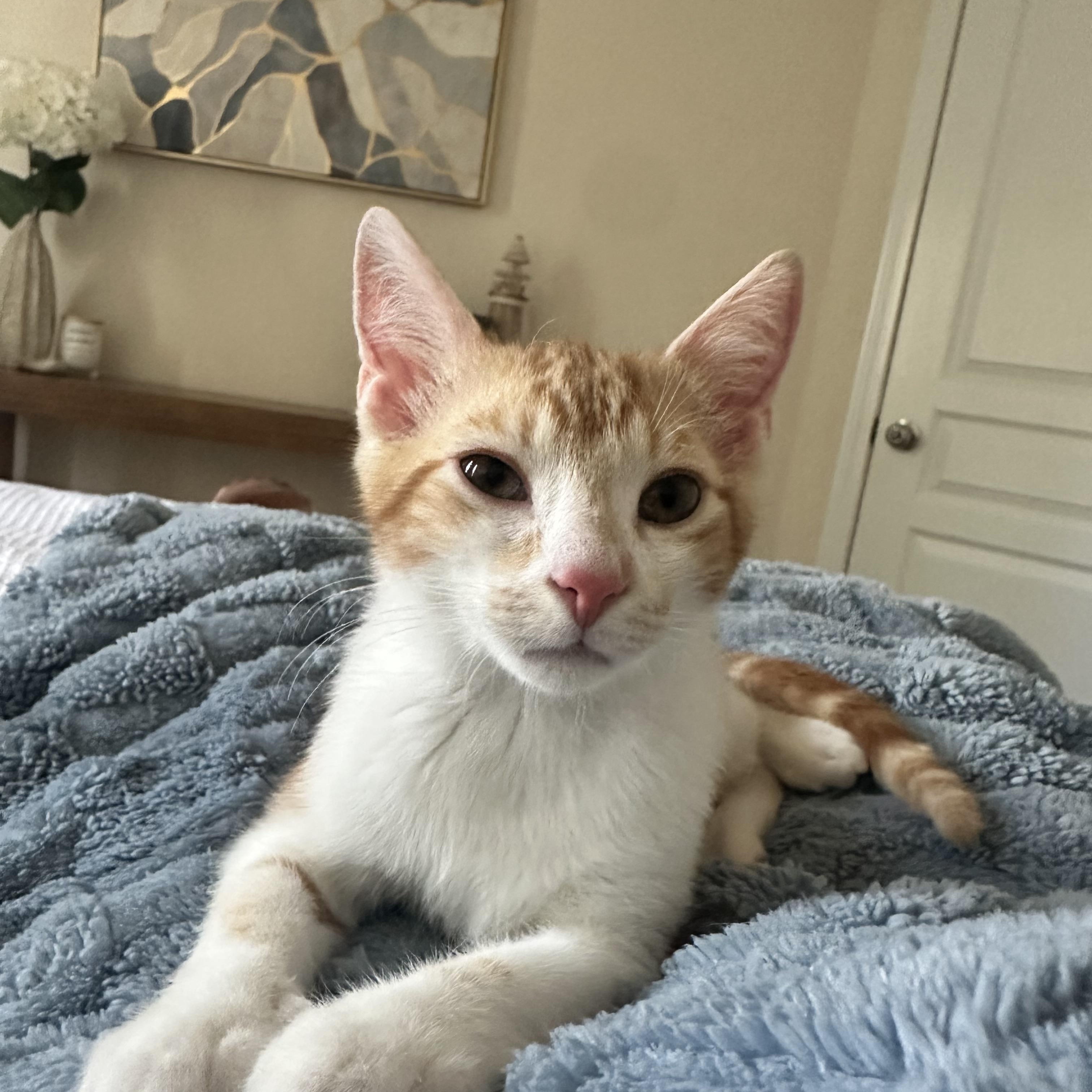 Enlarge Apollo, a Adoptable mixed breed in Waxhaw, NC image 1/1