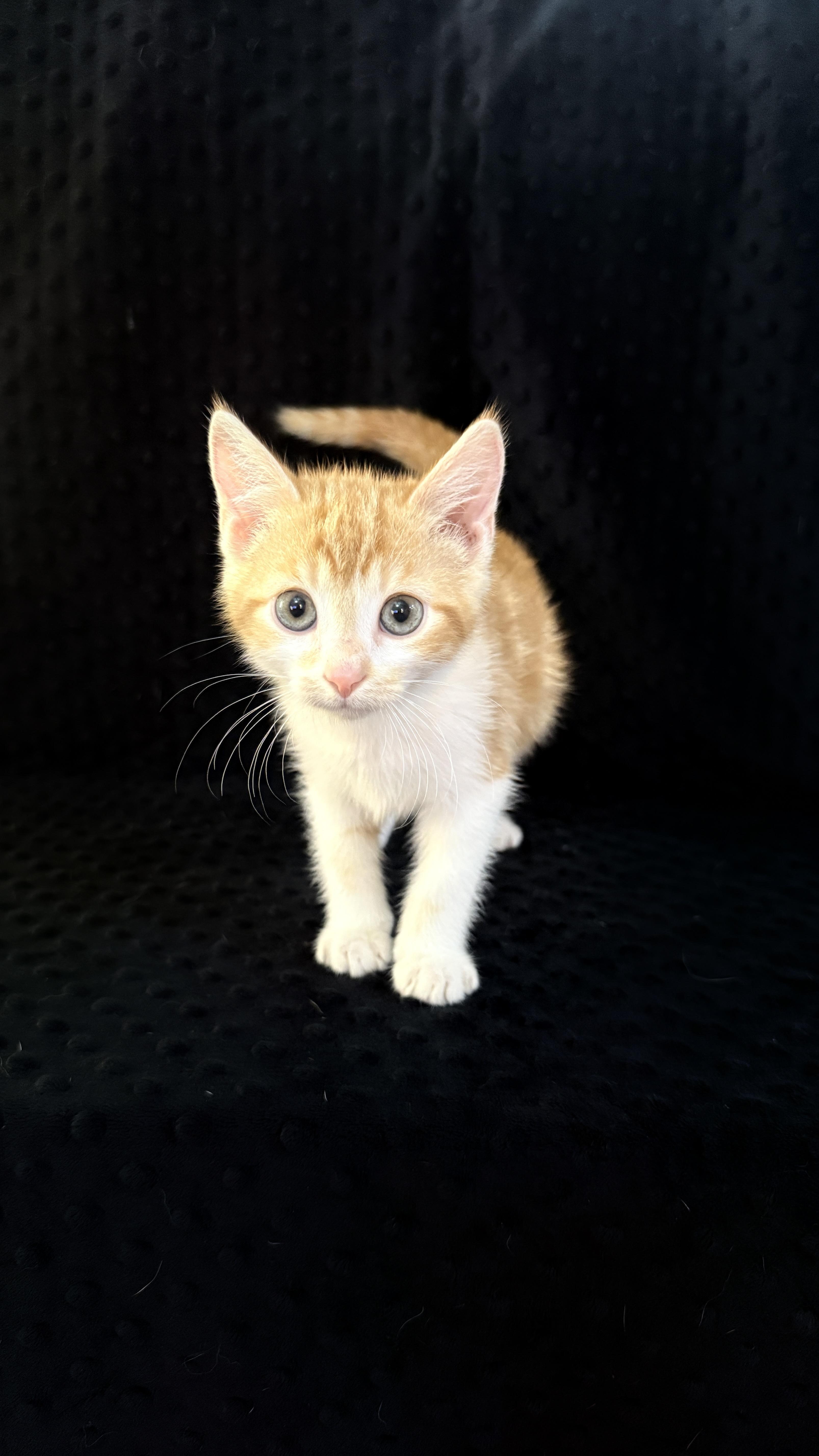 Apollo, a Adoptable Domestic Short Hair in Waxhaw, NC image 2/4