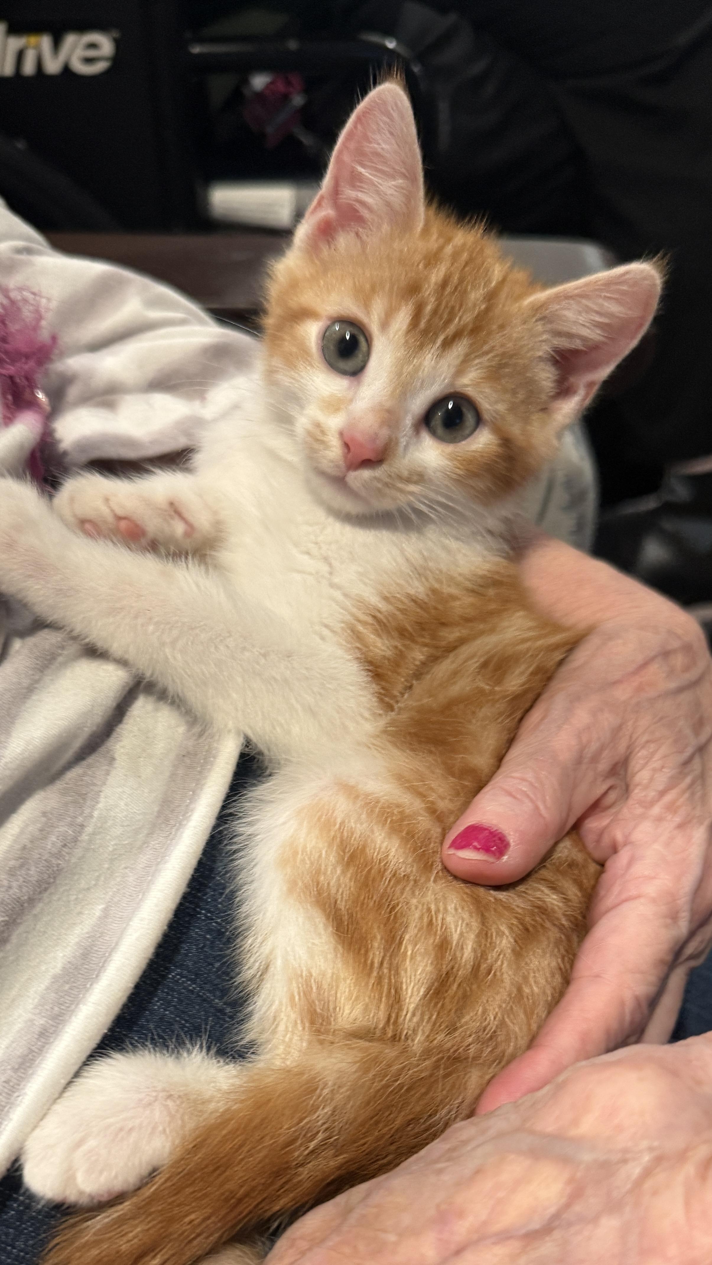 Apollo, Adoptable, Kitten Male Domestic Short Hair.